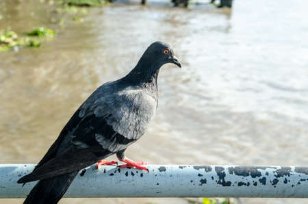 Doves in harbor