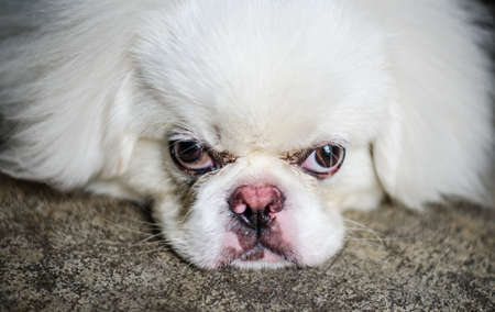 Face of a angry pekingese dogの写真素材