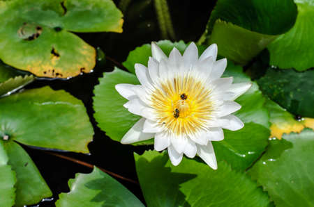 A white Lotus with a bee inside sipping nectarの写真素材