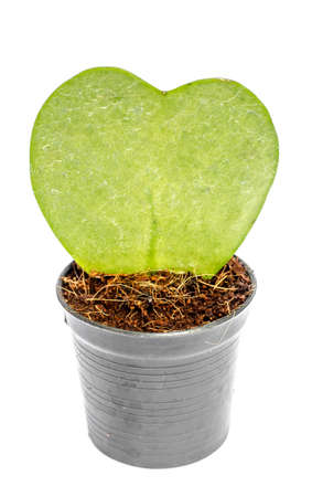 Heart shape tree over a white backgroundの写真素材