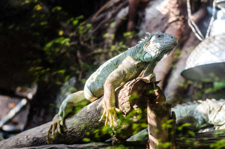 green iguana in zooの写真素材