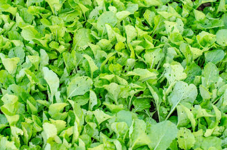 Many rowing lettuce in rows in the vegetable gardenの写真素材