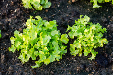 plant fresh green lettuce salad closeupの写真素材