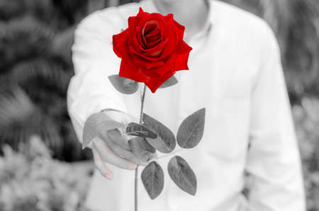 Man giving a red roses with black and white colorizingの写真素材