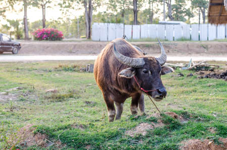 Single buffalo bind standing on the field with farmer house behindの写真素材