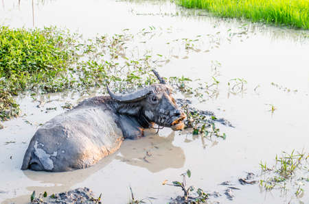 Buffalo in the mud at the farmの写真素材