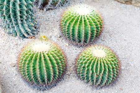 Golden Barrel Cactus in a garden.の写真素材