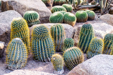 Golden Barrel Cactus in a garden.の写真素材