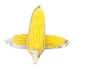 Ear of Corn isolated on a white backgroundの写真素材
