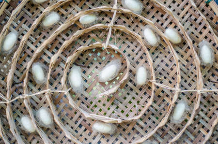silk worm cocoons in white nestsの写真素材