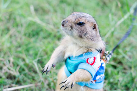 prairie dog looking something on green playground lawn