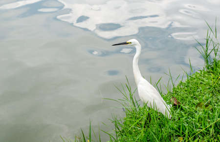 Little Egret portrait in the park .の写真素材