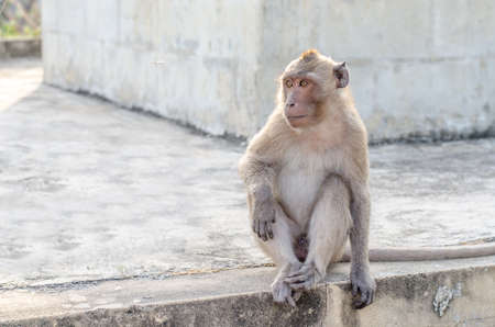 Thai monkey (Macaque) in public park ,selective focus pointの写真素材