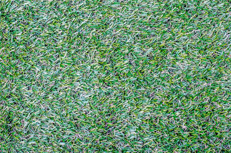 field of  green grass texture as a background, top view, horizontalの写真素材
