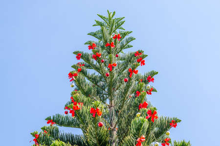 Christmas tree in park against blue skyの写真素材