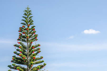 Christmas tree in park against blue skyの写真素材