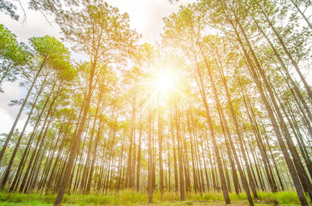 forest trees. nature green wood sunlight backgroundsの写真素材