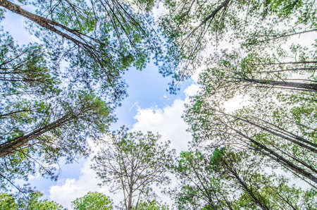 forest trees. nature green wood sunlight backgrounds.