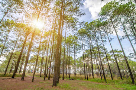 forest trees. nature green wood sunlight backgroundsの写真素材
