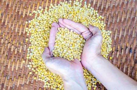 Handful of harvested soybeans pile, top view of adult caucasian male farmer holding seed on threshing basketの写真素材