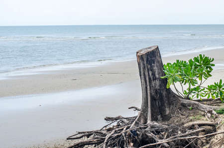 Broken tree at the beachの写真素材