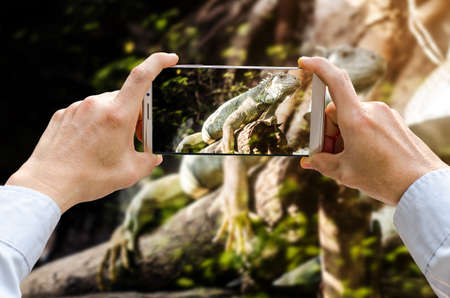 Cropped shot view of man's hands making photo on mobile phone camera of View green iguana in zooの写真素材