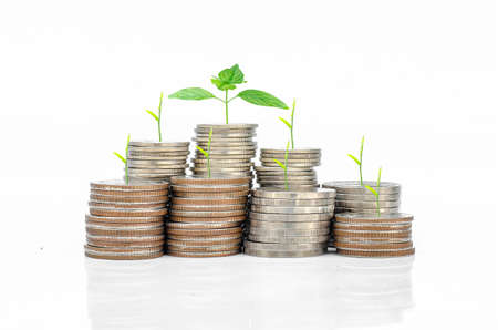 Plant Growing In Savings Coins/ investment and etirement or education Concept isolated on white background. saving conceptの写真素材