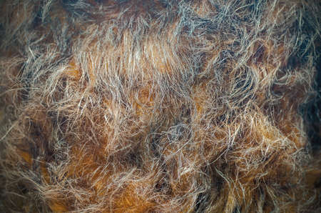 Background. Texture. animal Furの写真素材