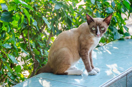 Portrait of cute white and brown striped cat is a Thai cat standing straight on the chair at the parkの写真素材
