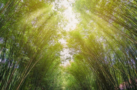 Tunnel bamboo trees and walkway at thailand, Focus on top view.の写真素材