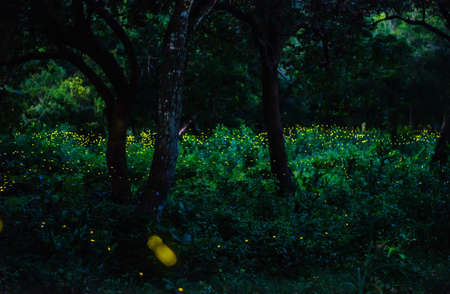Abstract and magical image of Many firefly flying in the forest. Fireflies in the bush at night in Bangkok (Prachinburi) Thailand. Firefly symbolizes the integrity of the ecosystem. Long exposure photo.の写真素材