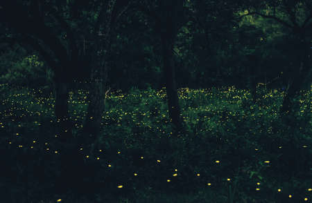 Abstract and magical image of Many firefly flying in the forest. Fireflies in the bush at night in...