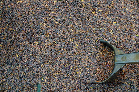 Riceberry (rice berry) which is a registered rice variety from Thailand in spoon on blurry riceberry...