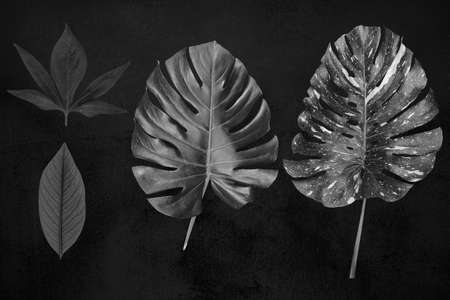 Set collection of Tropical leaves silhouette on the black backgroundの写真素材