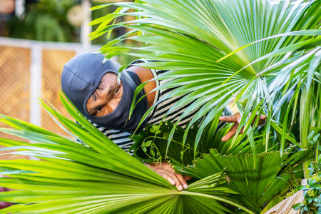 The robber are hiding behind the bushes In order to plan a robbery in the rich villageの写真素材