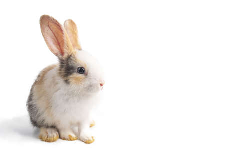 Baby light brown and white spotted rabbit with long ears standing isolated on white backgroundの写真素材