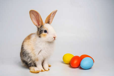 Baby light brown and white spotted bunny or rabbit and colorful Esther's eggs isolated on white background, Rabbit standing and action.の写真素材