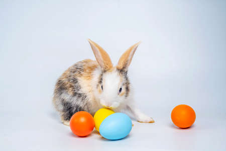 Baby light brown and white spotted bunny or rabbit and colorful Esther's eggs isolated on white background, Rabbit standing and action.の写真素材
