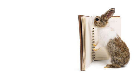 Cute little rabbit or bunny standing and reading a book have white isolated background with clipping path, Educational conceptの写真素材