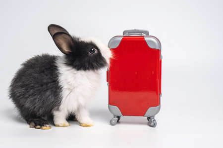 A small adorable black white bunny or rabbit traveler with red luggage with airplane, going on vacation. Travel concept on white background.の写真素材