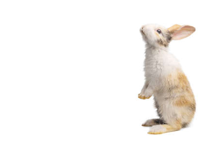 Baby light brown and white spotted rabbit with long ears is standing for Easter Day on isolated white background.standing isolated on white backgroundの写真素材
