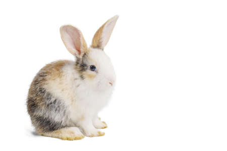 Baby light brown and white spotted rabbit with long ears sitting isolated on white background with clipping pathの写真素材
