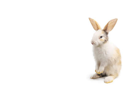 Little brown and white rabbit standing on isolated white background with clipping path. It's small mammals in the family Leporidae of the order Lagomorpha.の写真素材