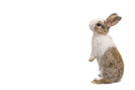 Little brown and white rabbit standing on isolated white background with clipping path. It's small mammals in the family Leporidae of the order Lagomorpha.の写真素材