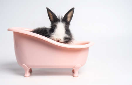 Baby white and black spotted rabbit or bunny animal small bunnies easter is sitting in a pink bathtub and funny happy animal have white isolated backgroundの写真素材