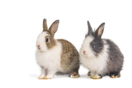 Brown and black two rabbits animal small bunnies easter is sitting and funny happy animal have white isolated background with clipping pathの写真素材