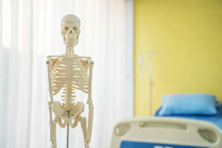Medical and orthopedic concept,
Artificial human skeleton model on table near patient bed an examination room in a hospitalの写真素材