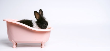 Baby white and black spotted rabbit or bunny animal small bunnies easter is sitting in a pink bathtub and funny happy animal have white isolated backgroundの写真素材