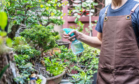 Man gardener working with succulent plants in the back yard outdoor. Watering and feeding succulents...