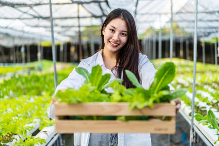 Asian scientist woman holding wooden box with vegetable organic salad from hydroponics while working inside large  farm, resulting in organic vegetables that the market needs.の写真素材